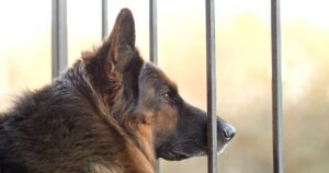 depression-in-german-shepherds