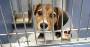 Top 10 Dog Shelters That Truly Make a Difference