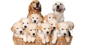 dog breeder