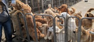How to Adopt a Golden Retriever from China: Complete 2026 Guide