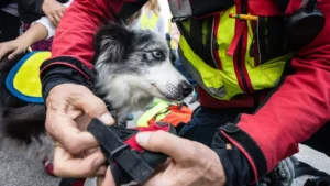 How to Help a Traumatized Rescue Dog Adjust to a New Home