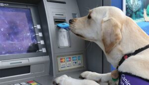Where to Donate to Save Dogs and How Your Money Is Used