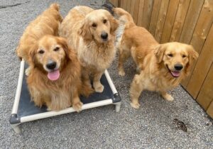 How No Dogs Left Behind Rescues Dogs from the Meat Trade (Step-by-Step)