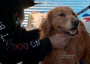 No Dogs Left Behind Scam: Truth, Facts, and Real Insights