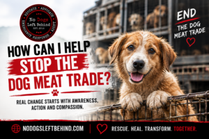 How Can I Help Stop the Dog Meat Trade?
