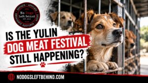 Is the Yulin Dog Meat Festival Still Happening?