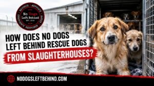 How Does No Dogs Left Behind Rescue Dogs From Slaughterhouses?