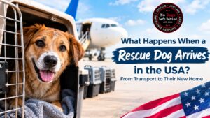 What Happens When a Rescue Dog Arrives in the USA? From Transport to Their New Home