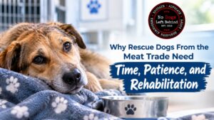 Why Rescue Dogs From the Meat Trade Need Time, Patience, and Rehabilitation